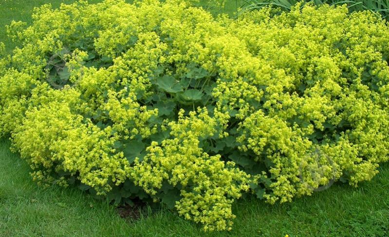 Растение Манжетка Alchemilla splendens С3 - фото 2 Растение Манжетка Alchemilla splendens С3 - фото 2