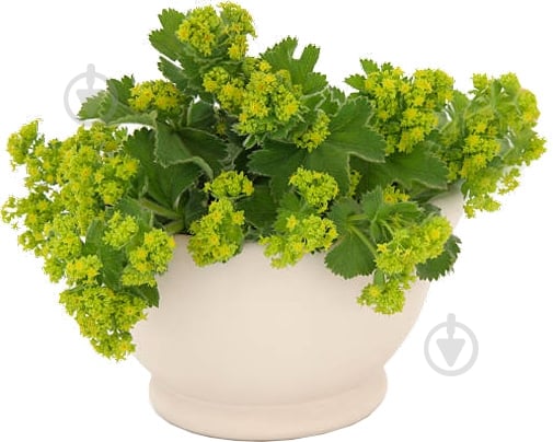Растение Манжетка Alchemilla splendens С3 - фото 1 Растение Манжетка Alchemilla splendens С3 - фото 1