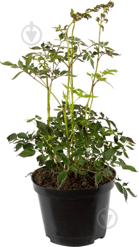 Растение Астильба Weisse Gloria С3 - фото 1
