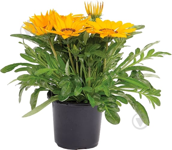 Растение Газания С3 - фото 1