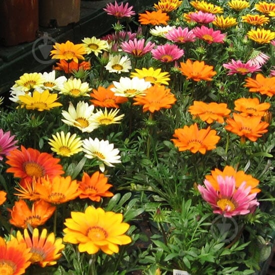 Растение Газания С3 - фото 2