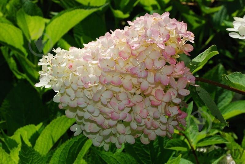 Растение Гортензия метловидная Grandiflora С3 - фото 2