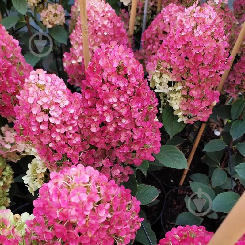 Рослина Гортензія мітлоподібна С3 - фото 4