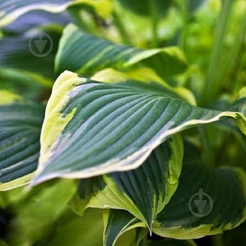 Растение Хоста Yellow River С3 - фото 2