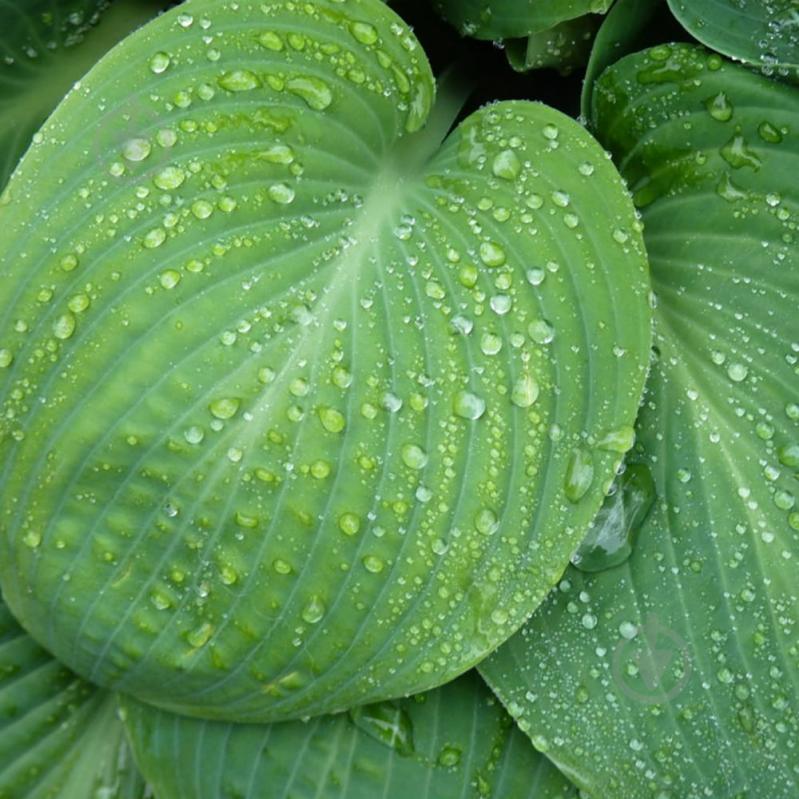 Растение Хоста видовая С5 - фото 2