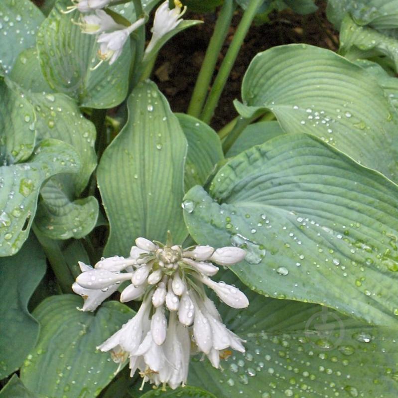 Растение Хоста видовая С5 - фото 5