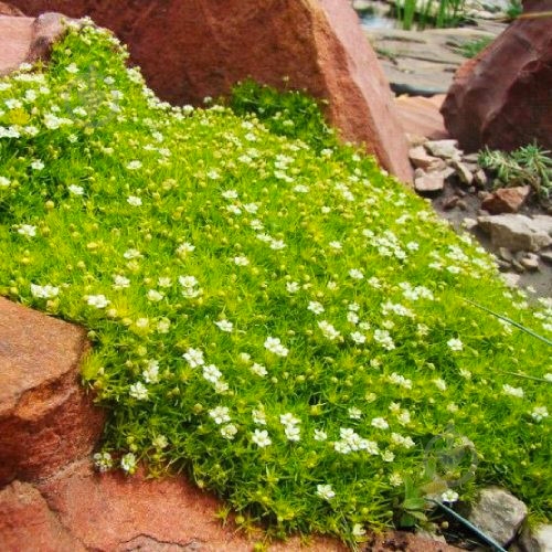 Растение Мшанка шиловидная С1 - фото 2 Растение Мшанка шиловидная С1 - фото 2