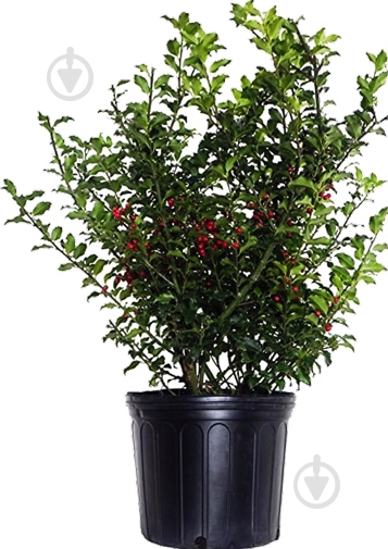 Растение Падуб остролистный P9 - фото 1 Растение Падуб остролистный P9 - фото 1