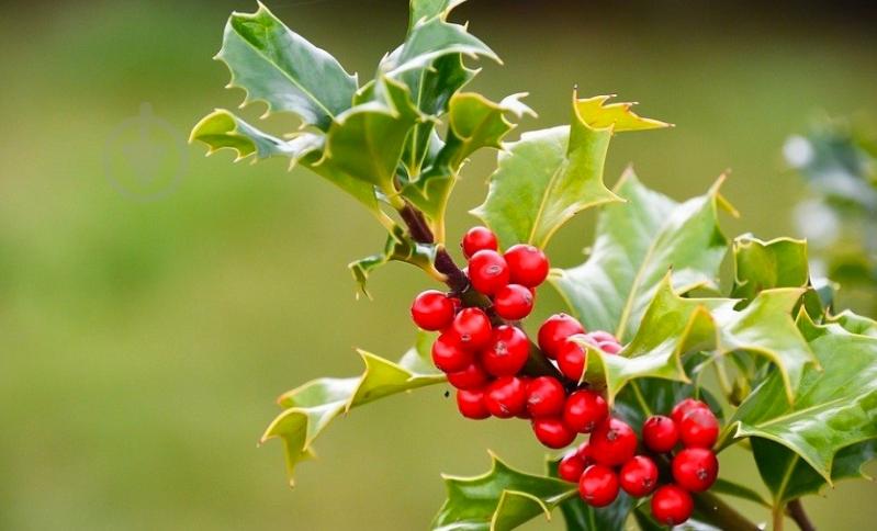 Растение Падуб остролистный P9 - фото 2 Растение Падуб остролистный P9 - фото 2