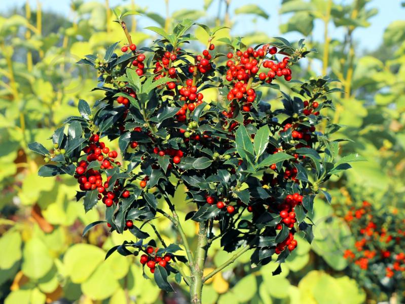 Растение Падуб остролистный P9 - фото 4 Растение Падуб остролистный P9 - фото 4