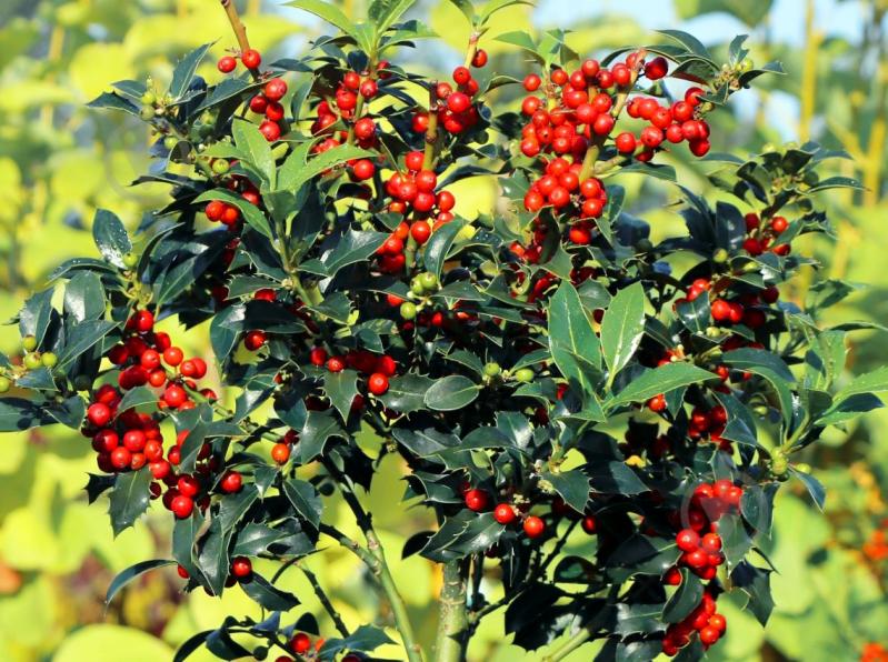 Растение Падуб остролистный P9 - фото 3 Растение Падуб остролистный P9 - фото 3