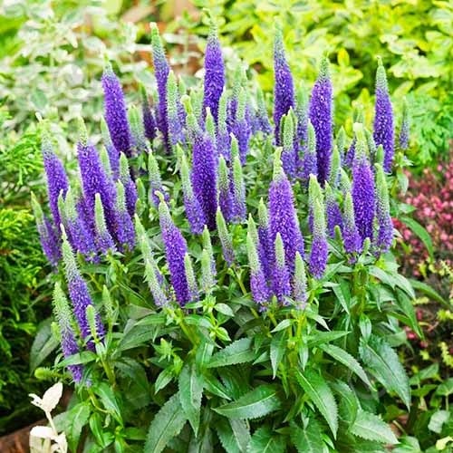 Рослина Вероніка колоскова Ulster Dwarf Blue C3 - фото 4 Рослина Вероніка колоскова Ulster Dwarf Blue C3 - фото 4