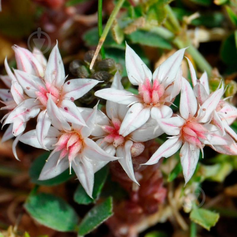 Растение Очиток испанский С1 - фото 2 Растение Очиток испанский С1 - фото 2