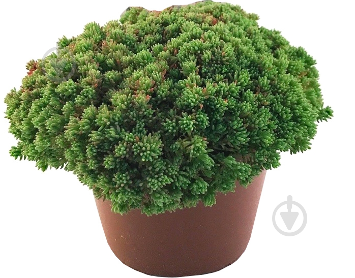 Растение Очиток испанский С1 - фото 1 Растение Очиток испанский С1 - фото 1