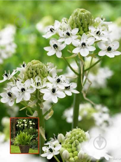 Луковица TUBERBULB Export B.V. птицемлечника саундерсиа 1 шт. - фото 1