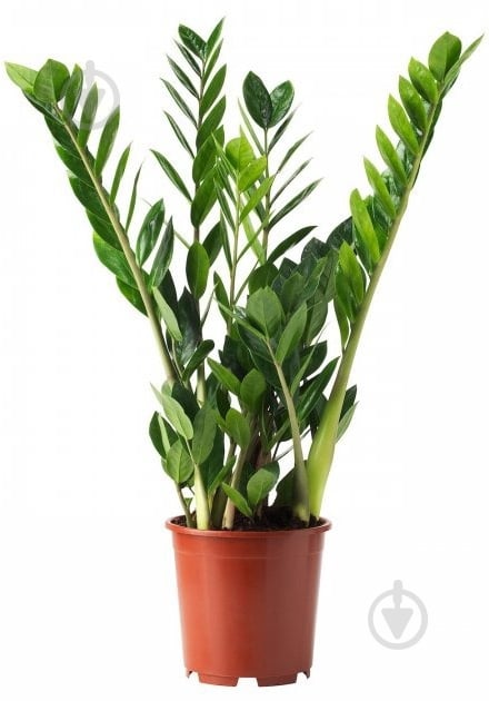 Растение Замиокулькас d14/h45 - фото 1 Растение Замиокулькас d14/h45 - фото 1