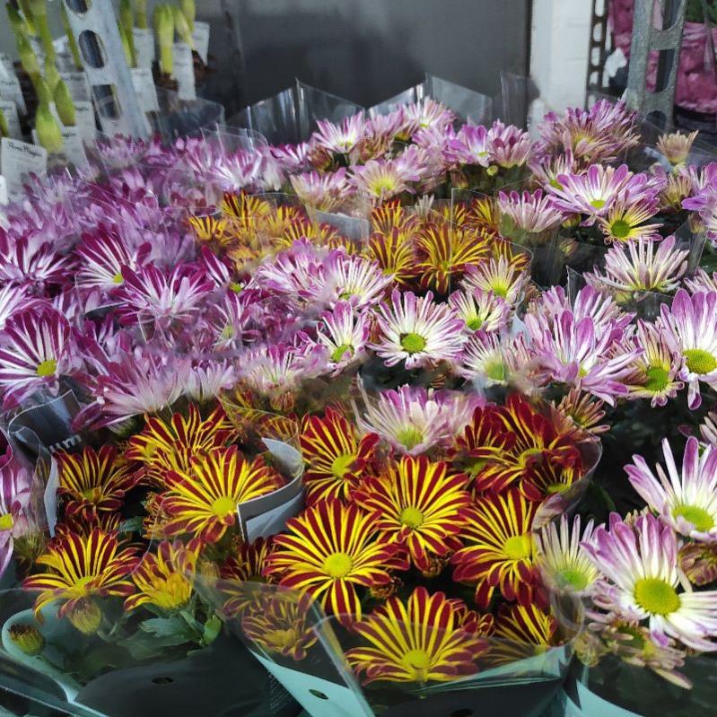 Растение Хризантема 13x25 ромашка микс Bicolor (decorum) - фото 1