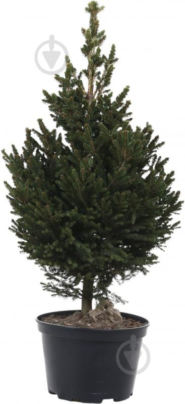 Ялинка звичайна / Picea abies Will's Zwerg С20 - фото 1 Ялинка звичайна / Picea abies Will's Zwerg С20 - фото 1