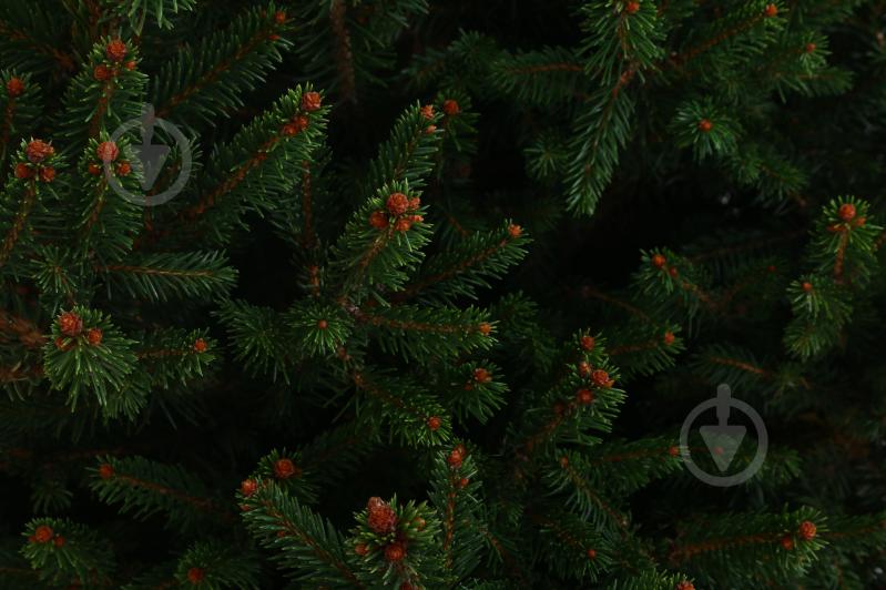 Ялинка звичайна / Picea abies Will's Zwerg С20 - фото 3 Ялинка звичайна / Picea abies Will's Zwerg С20 - фото 3