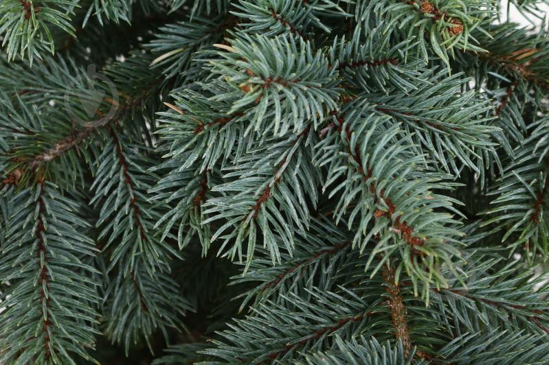Ялинка колюча / Picea pungens Super Blue (SBS) С15 - фото 2 Ялинка колюча / Picea pungens Super Blue (SBS) С15 - фото 2