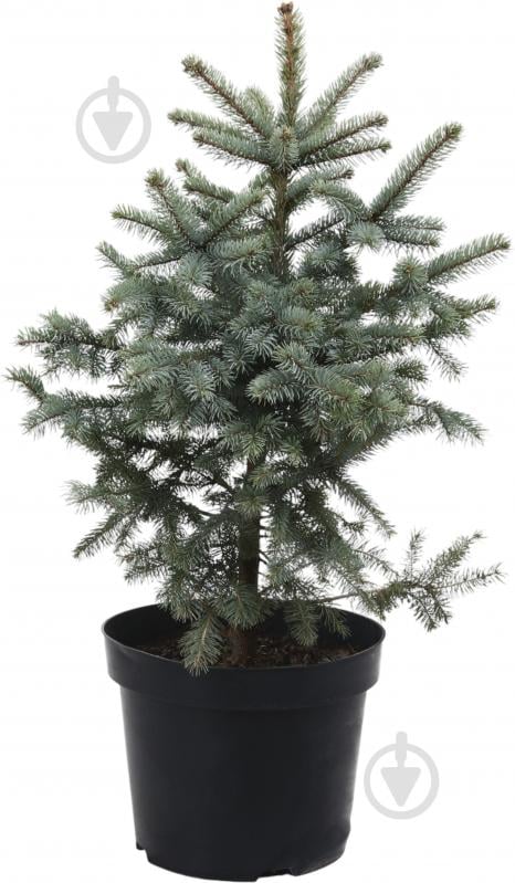 Ялинка колюча / Picea pungens Super Blue (SBS) С15 - фото 1 Ялинка колюча / Picea pungens Super Blue (SBS) С15 - фото 1