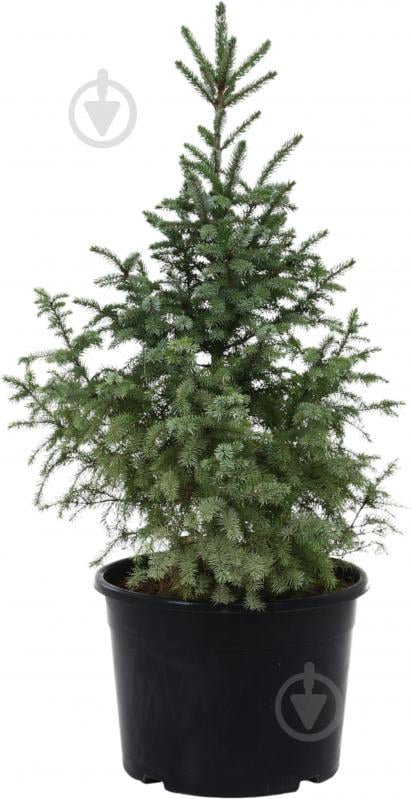 Ель сербская / Picea omorica C20 - фото 1