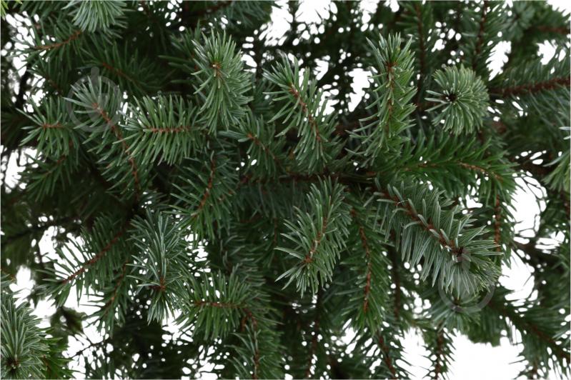 Ель сербская / Picea omorica C20 - фото 2