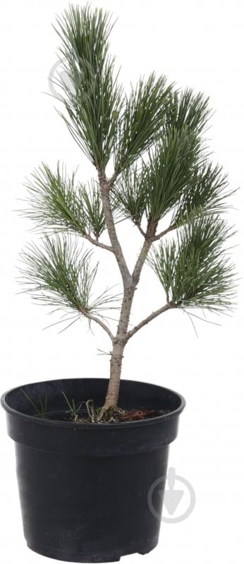 Растение сосна румелийская / pinus peuce С3 - фото 1 Растение сосна румелийская / pinus peuce С3 - фото 1