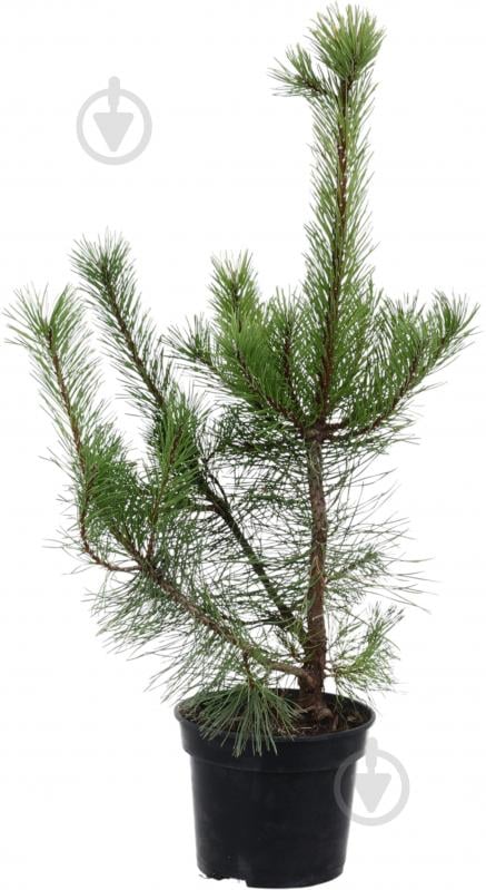 Растение сосна черная / Pinus nigra C3 H30-40 см - фото 1 Растение сосна черная / Pinus nigra C3 H30-40 см - фото 1