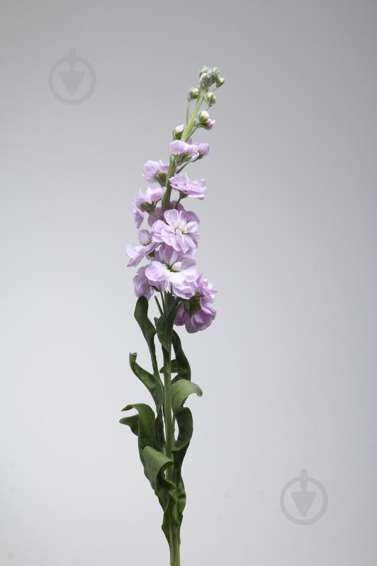 Маттиола 40 см розовая (Нидерланды) - фото 2 Маттиола 40 см розовая (Нидерланды) - фото 2