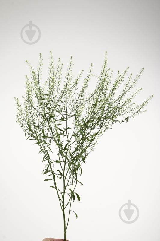 Тласпи 30 см зеленый (Нидерланды) - фото 1