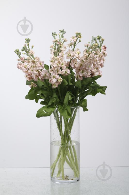 Матіола 40 см персикова (Нідерланди) - фото 1