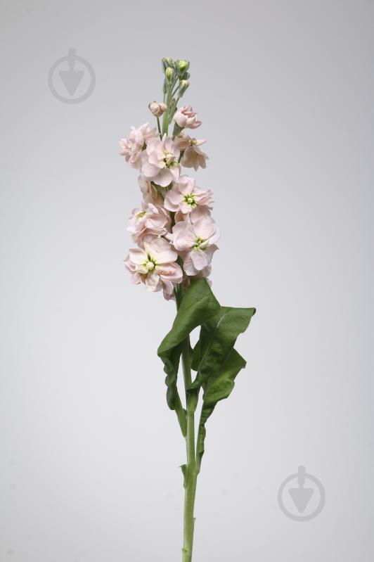 Матіола 40 см персикова (Нідерланди) - фото 2