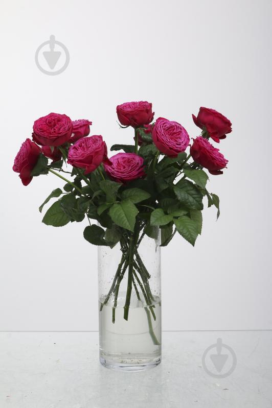 Троянда Just More одноголова піоновидна 50 см червона (Нідерланди) - фото 1 Троянда Just More одноголова піоновидна 50 см червона (Нідерланди) - фото 1