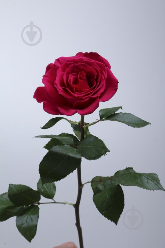 Троянда Just More одноголова піоновидна 50 см червона (Нідерланди) - фото 2 Троянда Just More одноголова піоновидна 50 см червона (Нідерланди) - фото 2