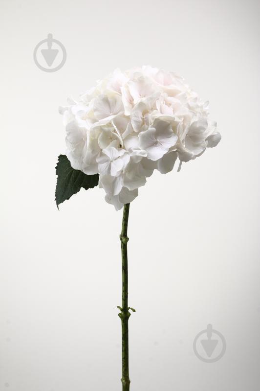 Гортензия Sweet Verena 80 см розовая (Нидерланды) - фото 1 Гортензия Sweet Verena 80 см розовая (Нидерланды) - фото 1