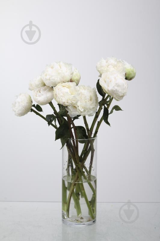 Пион Bowl Of Cream 40 см белая (Нидерланды) - фото 1 Пион Bowl Of Cream 40 см белая (Нидерланды) - фото 1