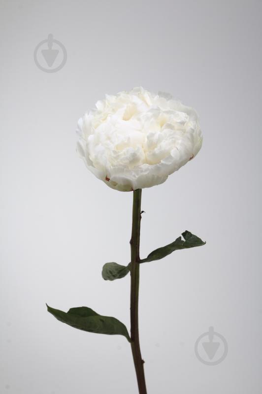 Пион Bowl Of Cream 40 см белая (Нидерланды) - фото 2 Пион Bowl Of Cream 40 см белая (Нидерланды) - фото 2