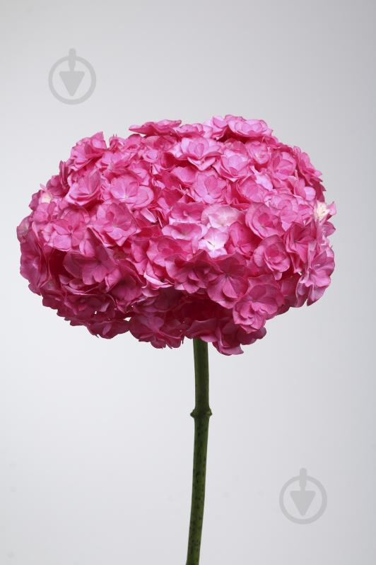 Гортензия Mammoet Pink 60 см розовая (Нидерланды) - фото 2