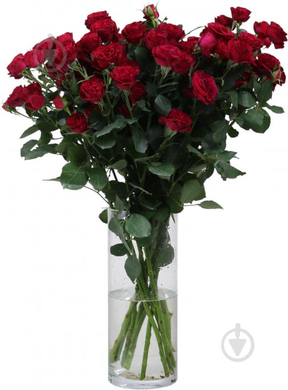 Роза Red Trendsetter спрей (кустовая) пионовидная 50 см бордовая (Нидерланды) - фото 2 Роза Red Trendsetter спрей (кустовая) пионовидная 50 см бордовая (Нидерланды) - фото 2