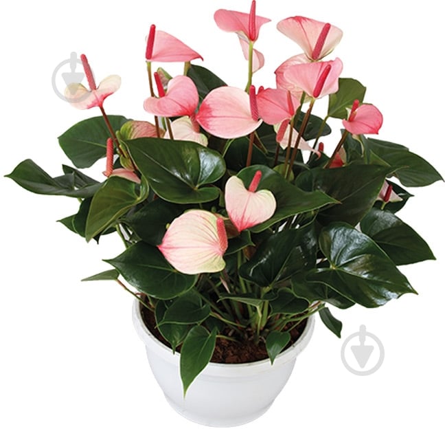D17 h60 Princess Amalia D17 h60 Princess Amalia