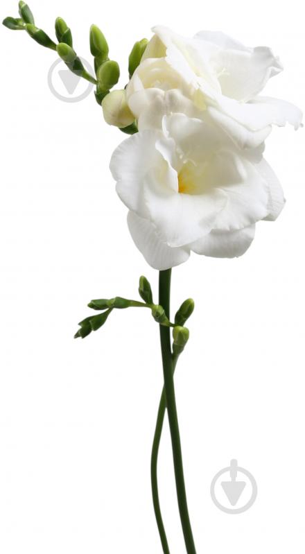 Фрезия Versailles белая (Нидерланды) - фото 1