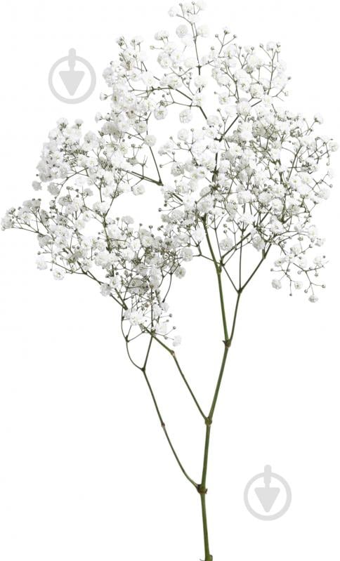 Гипсофила Xlence белый (Нидерланды) - фото 1