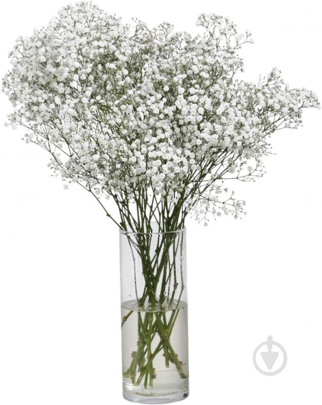 Гипсофила Xlence белый (Нидерланды) - фото 2