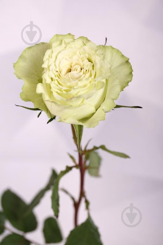 Роза Limonada одноголовая пионовидная 70 см зеленая (Нидерланды) - фото 1 Роза Limonada одноголовая пионовидная 70 см зеленая (Нидерланды) - фото 1