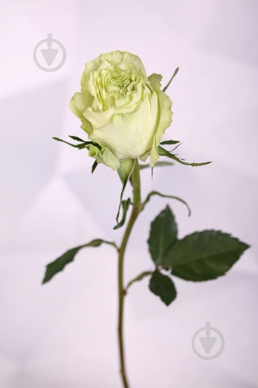 Роза Limonada одноголовая пионовидная 70 см зеленая (Нидерланды) - фото 2 Роза Limonada одноголовая пионовидная 70 см зеленая (Нидерланды) - фото 2