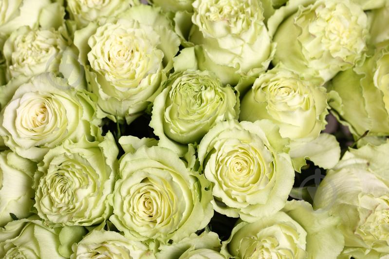 Роза Limonada одноголовая пионовидная 70 см зеленая (Нидерланды) - фото 6 Роза Limonada одноголовая пионовидная 70 см зеленая (Нидерланды) - фото 6