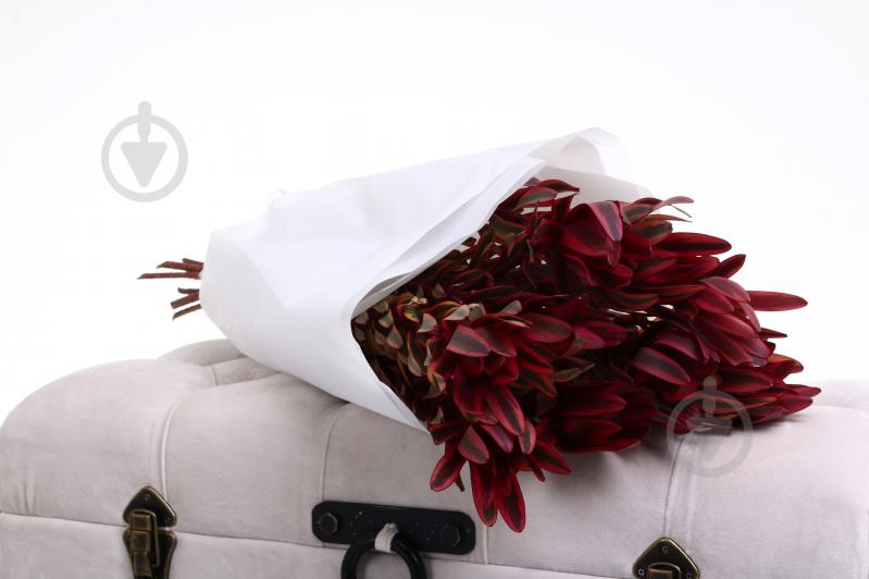 Леукадендрон Jester разноцветный (Нидерланды) - фото 4 Леукадендрон Jester разноцветный (Нидерланды) - фото 4