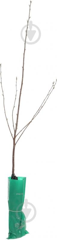Саженец Dekoplant Вишни пакет - фото 1