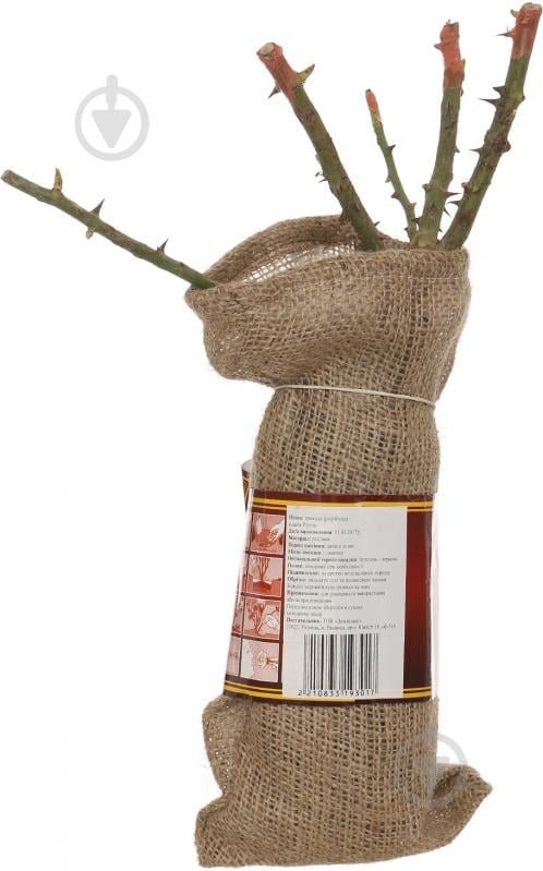 Саженец Роза флорибунда мешок Ростик - фото 3